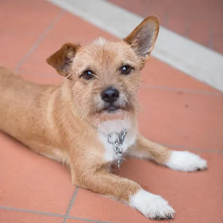 Dal Patricano מלון